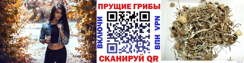 Галлюциногенные грибы мицелий  Александровск 